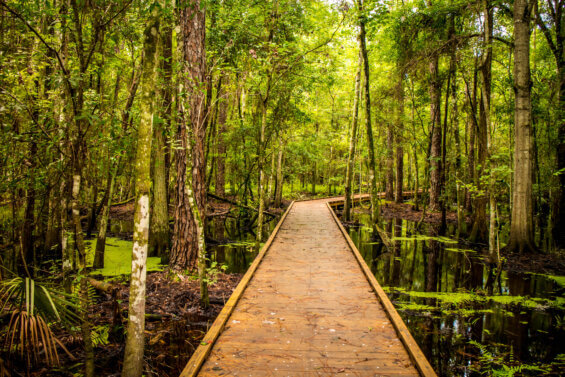 A bridge in the forrest in Kissimmee Florida